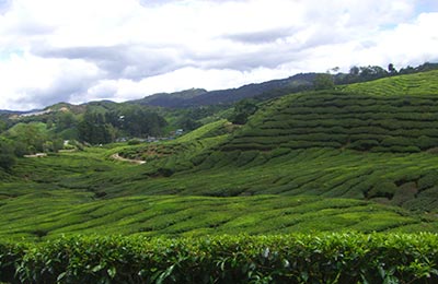 Cameron Highlands