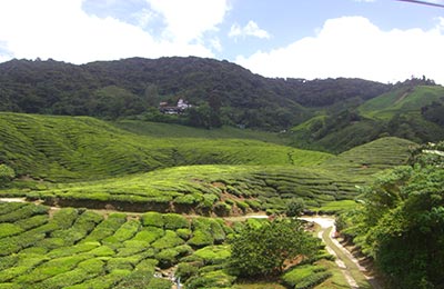 Cameron Highlands