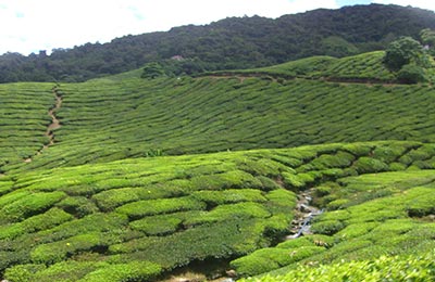 Cameron Highlands