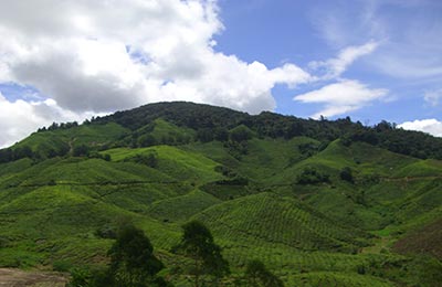 Cameron Highlands