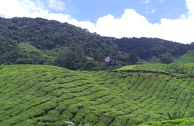 Cameron Highlands