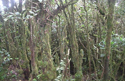 Cameron Highlands