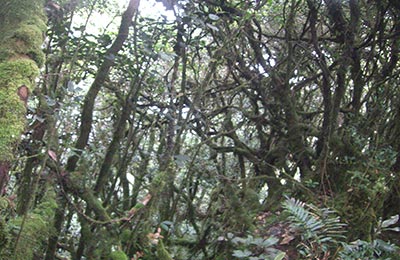 Cameron Highlands