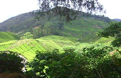 Cameron Highlands