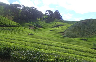 Cameron Highlands