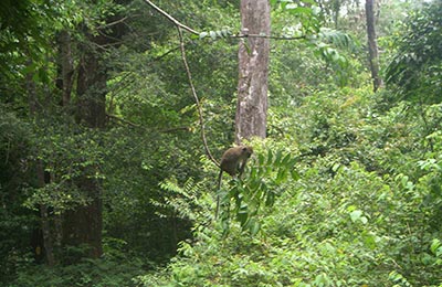 Langkawi