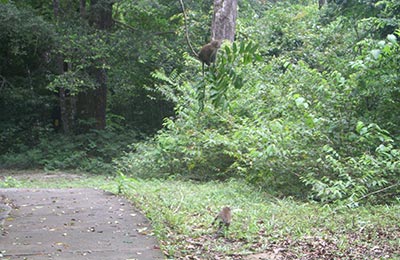 Langkawi