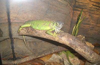 Langkawi