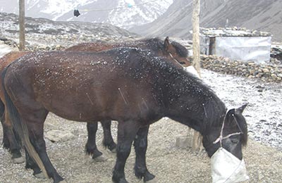 Annapurnas