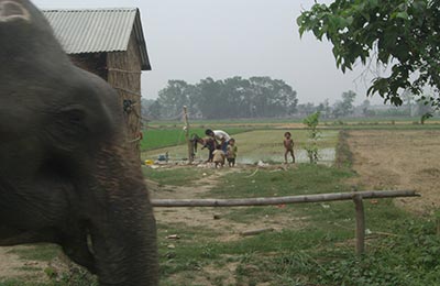 chitwan