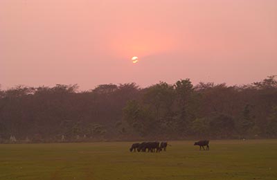 chitwan