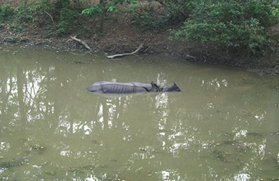 Chitwan