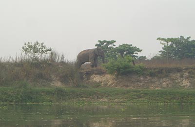 chitwan