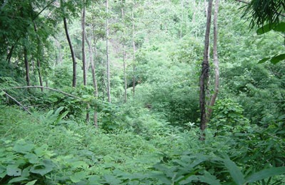 Chiang Mai