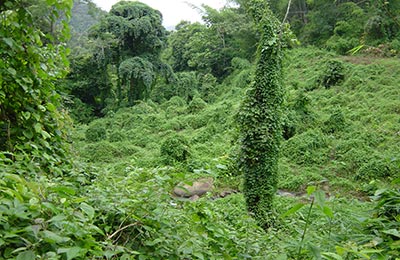 Chiang Mai