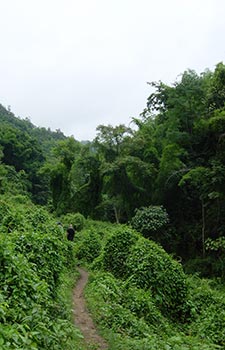 Chiang Mai