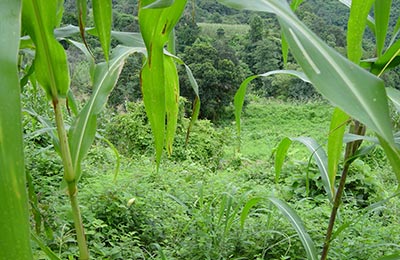 Chiang Mai