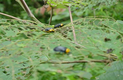 Chiang Mai