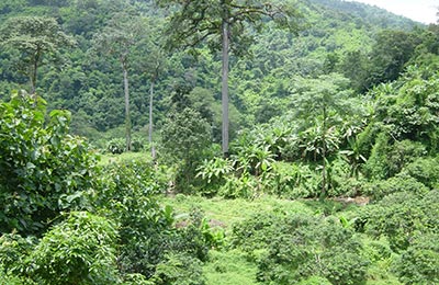 Chiang Mai