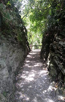 Taroko