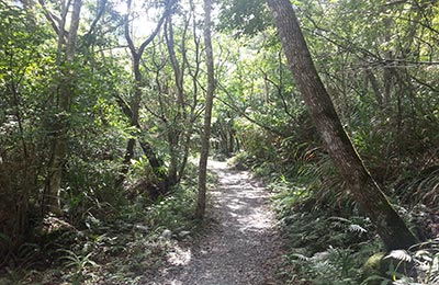 Taroko