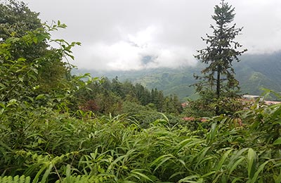 Sapa