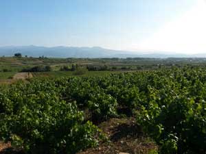 Vendimia y mundial de cliclismo en Ponferrada
