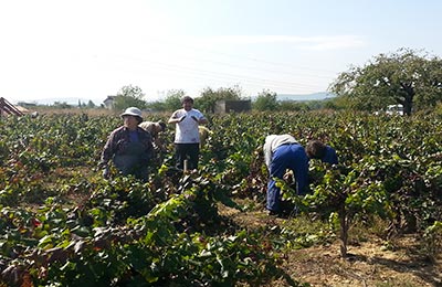 Vendimia y mundial de cliclismo en Ponferrada