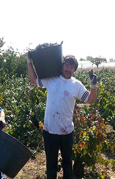 vendimia y mundial de ciclismo 