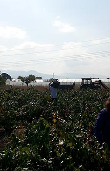 Vendimia y mundial de cliclismo en Ponferrada