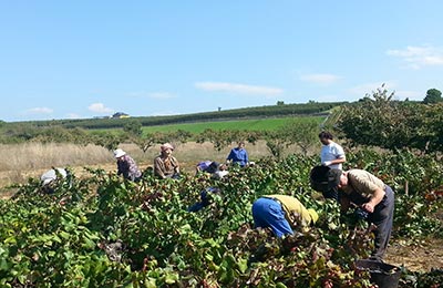 Vendimia y mundial de cliclismo en Ponferrada