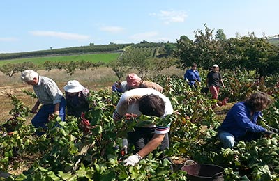 vendimia y mundial de ciclismo 