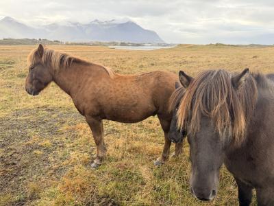 Islandia