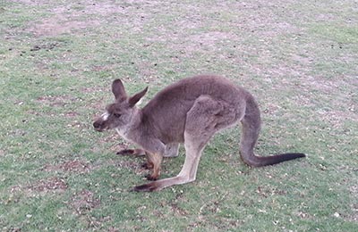 Great Ocean Road