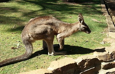 Tasmania