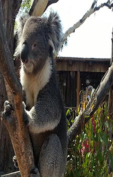 Tasmania