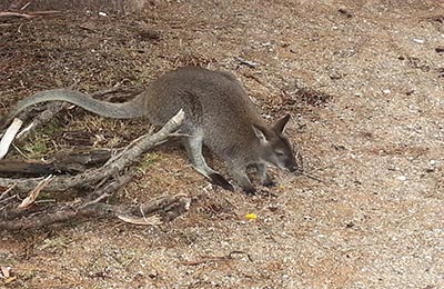 Tasmania