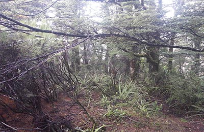 Rotoura y Tongariro NP