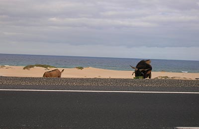 Fuerteventura