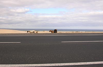 Fuerteventura