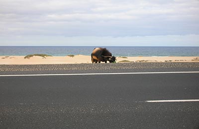 Fuerteventura