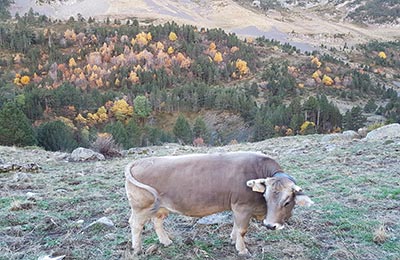 Benasque refugio de Estós